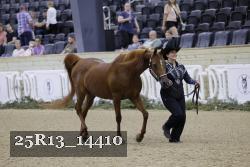 25R13_14410 thumbnail