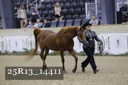 25R13_14411 thumbnail