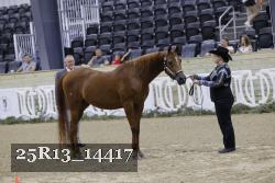 25R13_14417 thumbnail