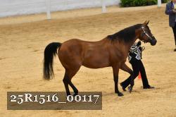 25R1516_00117 thumbnail