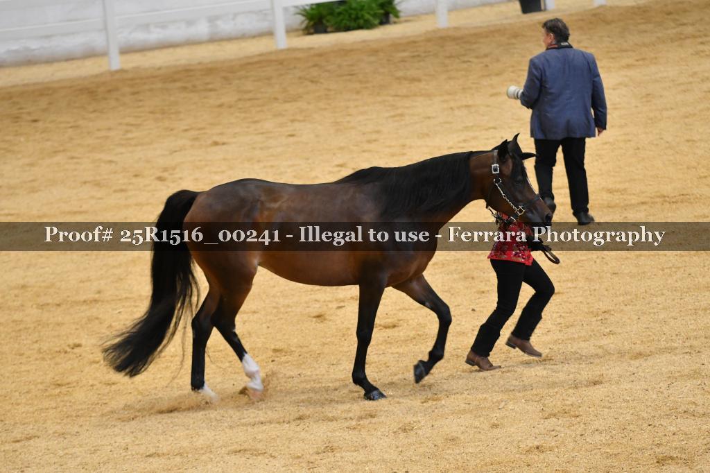 Proof Number 25R1516_00241