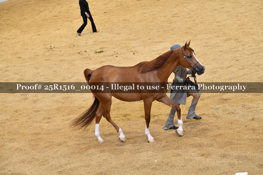 Proof Number 25R1516_00014
