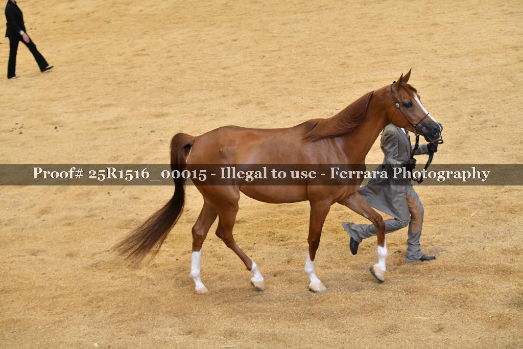 Proof Number 25R1516_00015