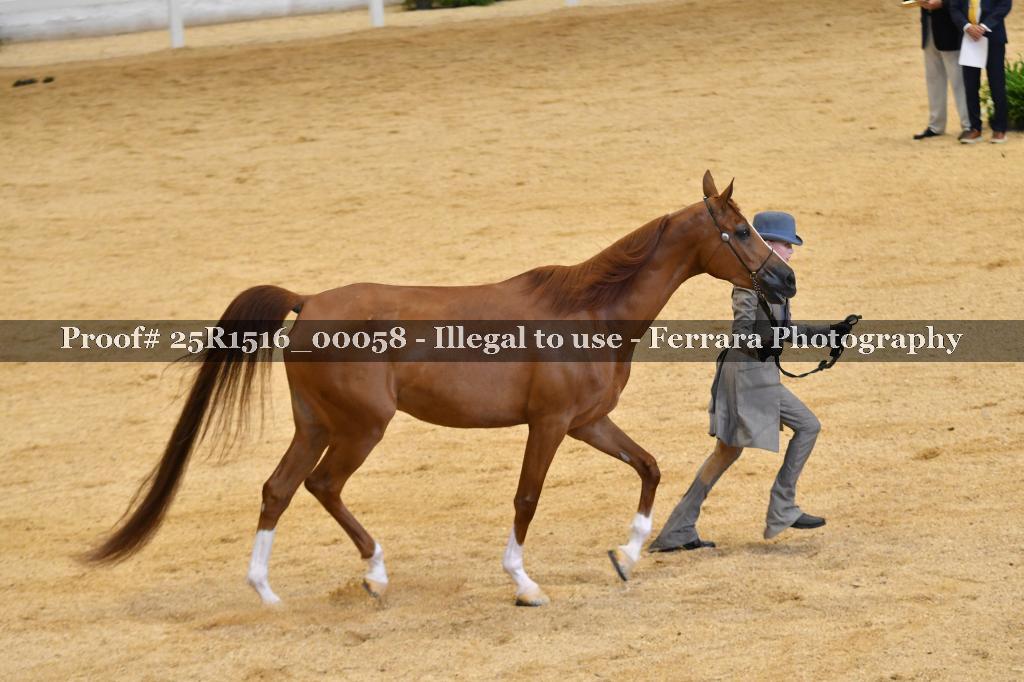 Proof Number 25R1516_00058
