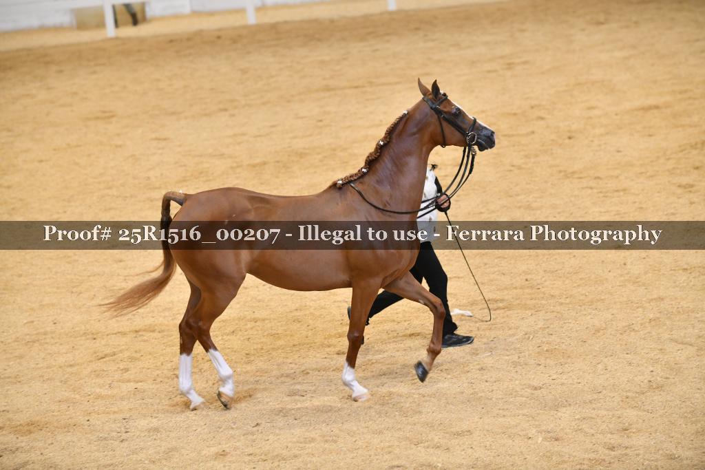 Proof Number 25R1516_00207