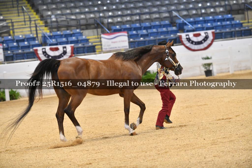 Proof Number 25R1516_04879