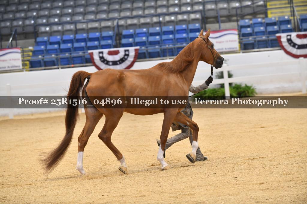 Proof Number 25R1516_04896