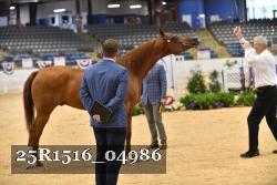 25R1516_04986 thumbnail