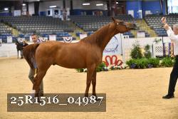 25R1516_04987 thumbnail