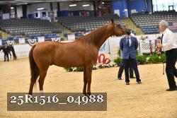 25R1516_04988 thumbnail