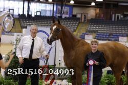 25R1516_04993 thumbnail