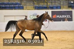 25R1516_05021 thumbnail