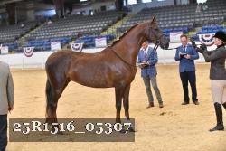 25R1516_05307 thumbnail