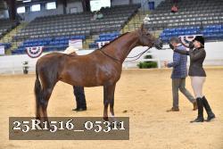 25R1516_05311 thumbnail