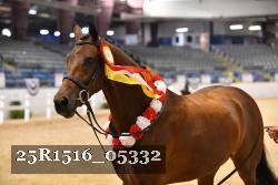 25R1516_05332 thumbnail