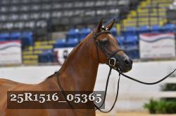25R1516_05365 thumbnail