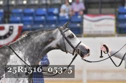 25R1516_05375 thumbnail
