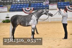 25R1516_05377 thumbnail
