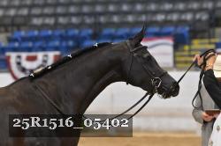 25R1516_05402 thumbnail
