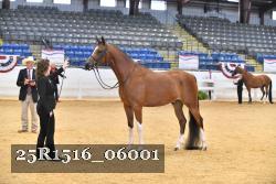 25R1516_06001 thumbnail