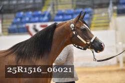 25R1516_06021 thumbnail