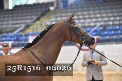 25R1516_06026 thumbnail
