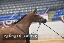 25R1516_06029 thumbnail
