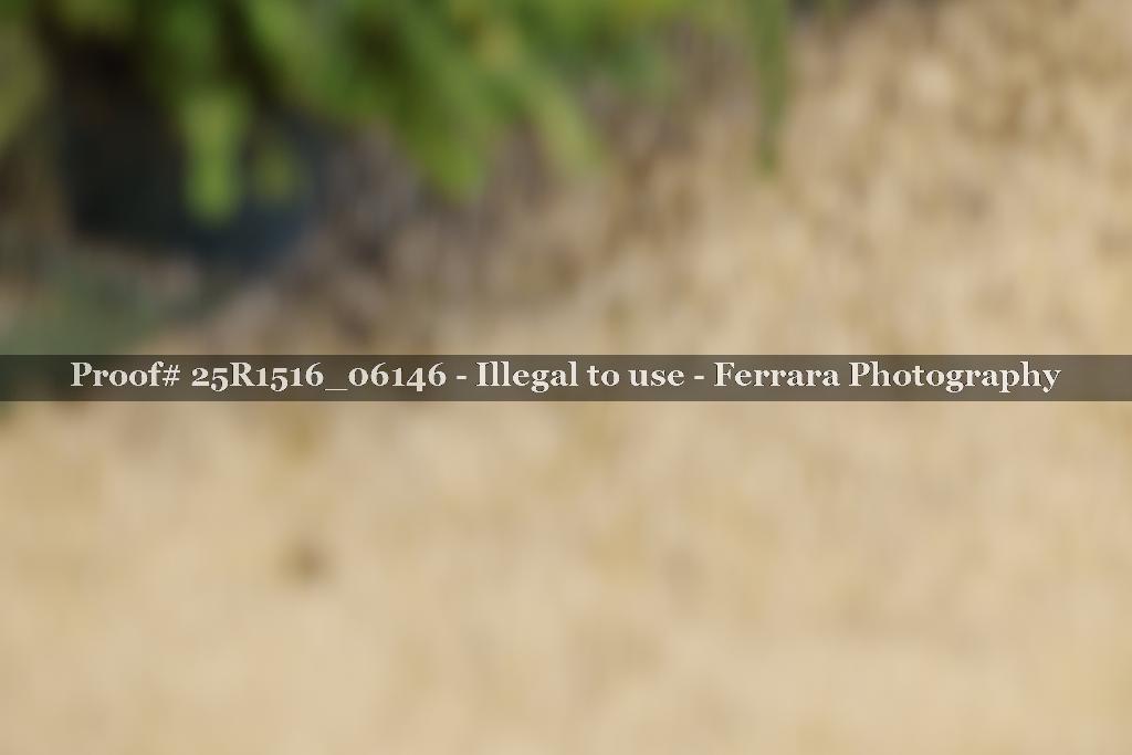 Proof Number 25R1516_06146