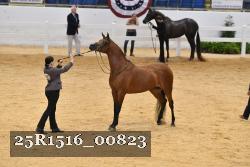 25R1516_00823 thumbnail
