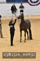 25R1516_00831 thumbnail