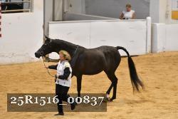 25R1516_00837 thumbnail
