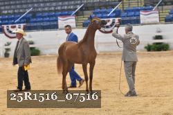 25R1516_07516 thumbnail