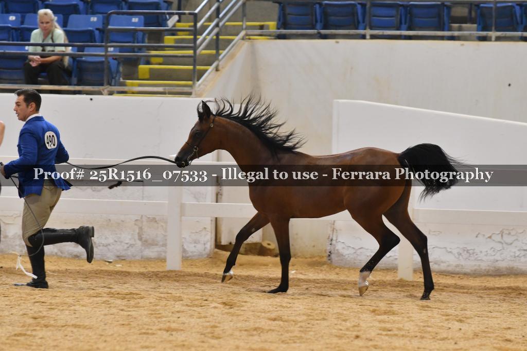 Proof Number 25R1516_07533