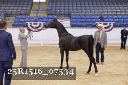 25R1516_07534 thumbnail