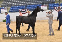 25R1516_07536 thumbnail