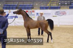 25R1516_07539 thumbnail