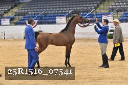25R1516_07541 thumbnail
