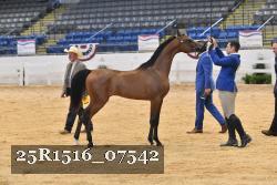 25R1516_07542 thumbnail