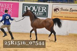 25R1516_07544 thumbnail
