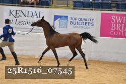 25R1516_07545 thumbnail