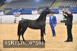25R1516_07561 thumbnail
