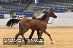 25R1516_08042 thumbnail