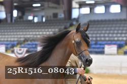 25R1516_08043 thumbnail