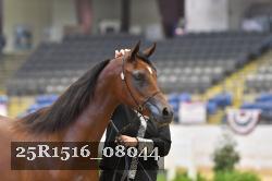 25R1516_08044 thumbnail