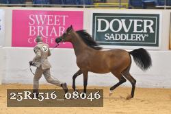 25R1516_08046 thumbnail