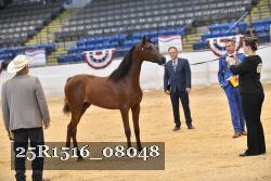 25R1516_08048 thumbnail