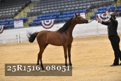 25R1516_08051 thumbnail