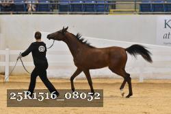 25R1516_08052 thumbnail