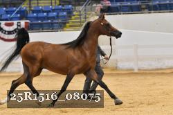 25R1516_08075 thumbnail