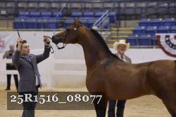 25R1516_08077 thumbnail
